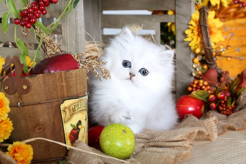 Chinchilla Silver Kitten