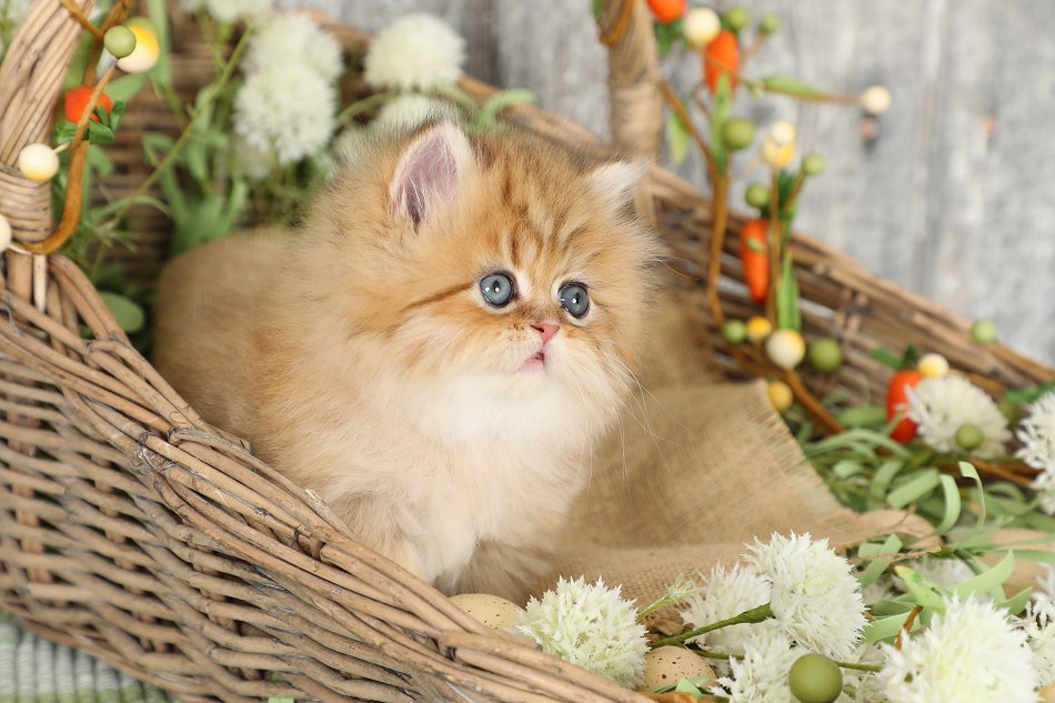 Chinchilla Golden Persian Kitten