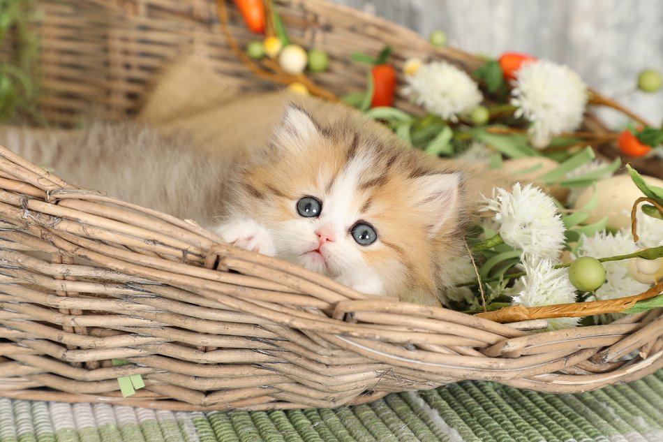 Chinchilla Golden & White Bicolor Persian Kitten