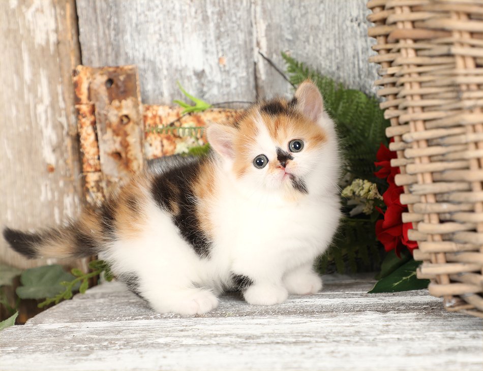 Calico Rug Hugger Exotic Shorthair Kitten