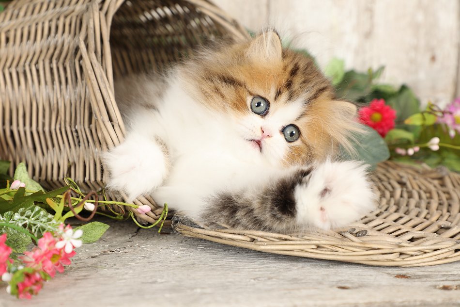 Rose Golden & White Persian Kitten