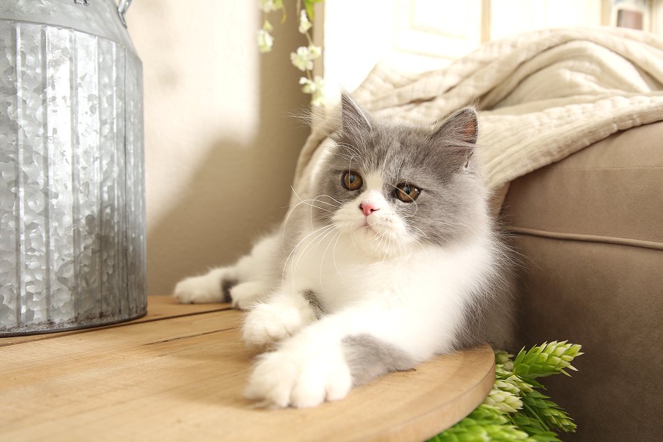 Blue and white Bicolor Persian