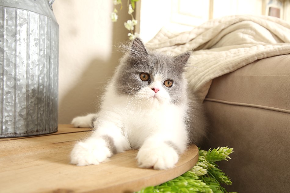 Blue and white Bicolor Persian