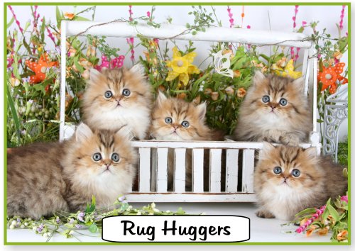 Rug Hugger Kitten