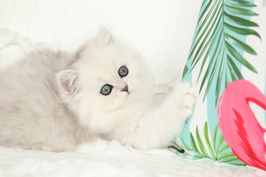 Chinchilla Silver Persian Kitten
