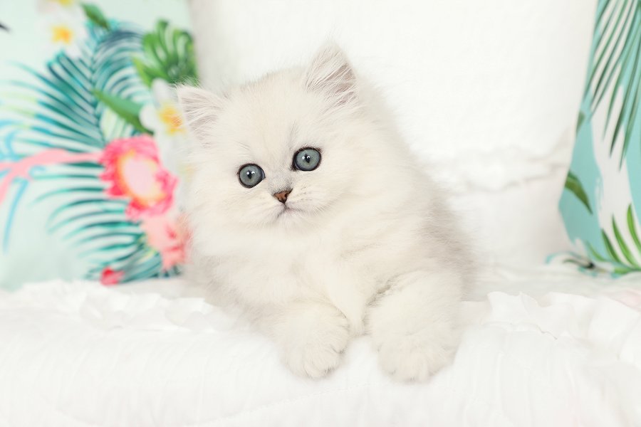 Chinchilla Silver Persian Kitten