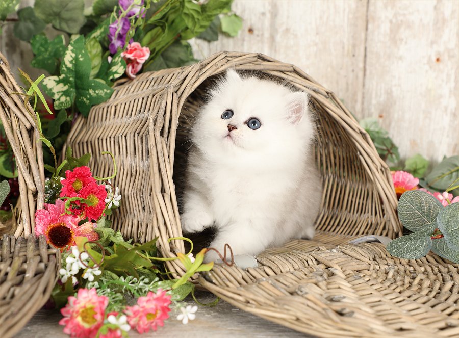 Chinchilla Silver Persian Kitten