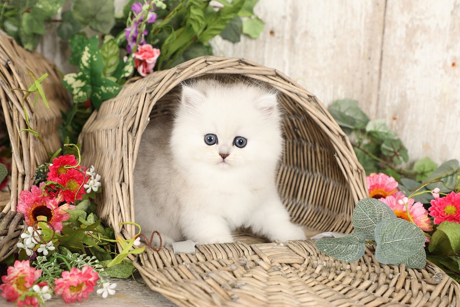 Chinchilla Silver Persian Kitten