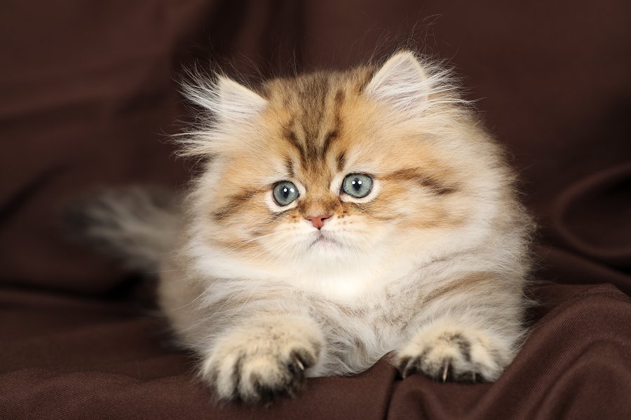 Shaded Golden Persian Kitten