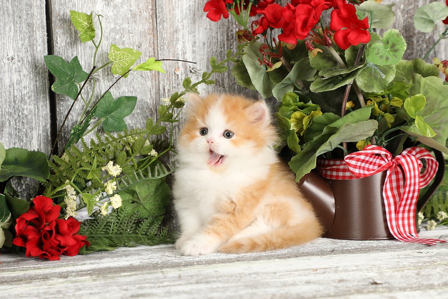 Red & White Bicolor