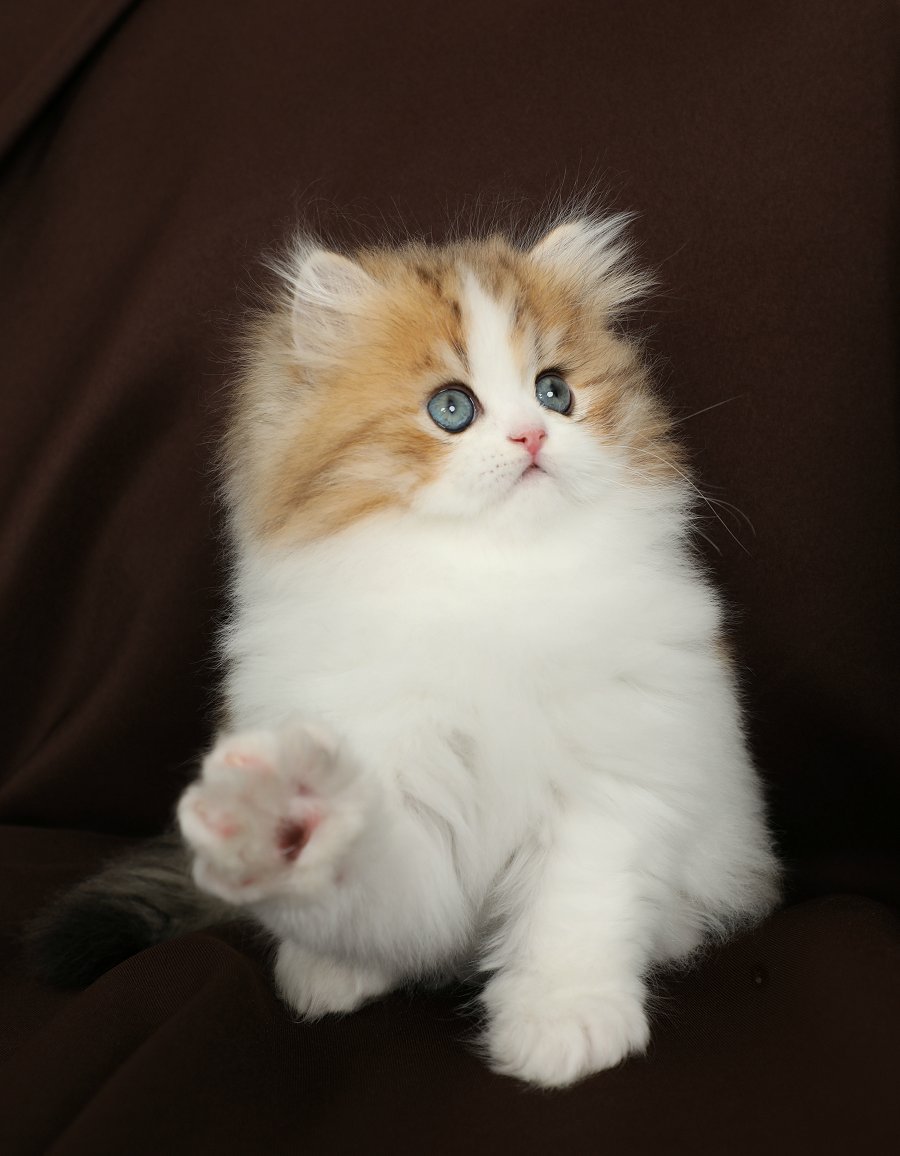 Golden & White Bicolor Kitten