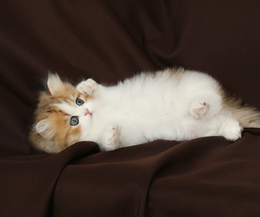 Golden & White Bicolor Kitten