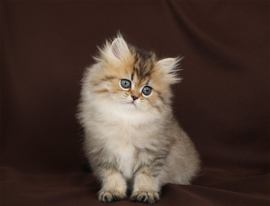 Shaded Golden Doll Face Kitten