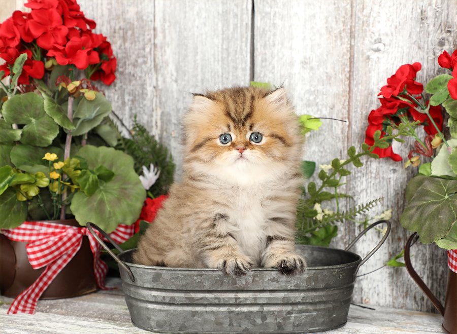 Shaded Golden Persian Kitten