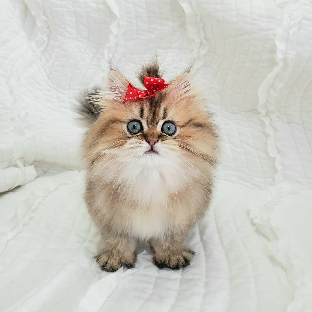 Shaded Golden Persian Kitten