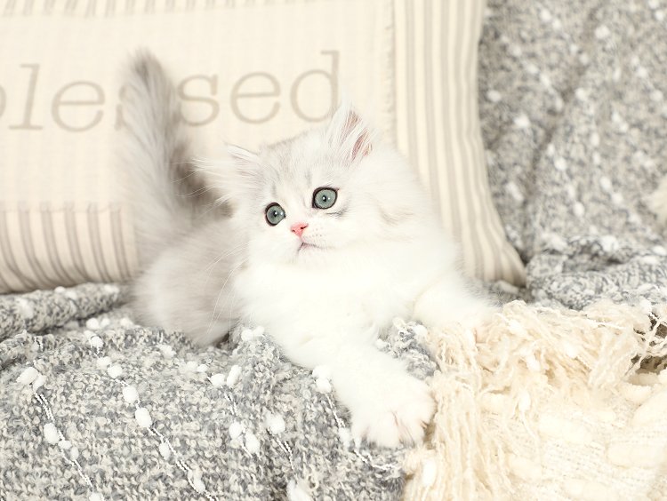 Silver & White Bicolor Persian Kitten