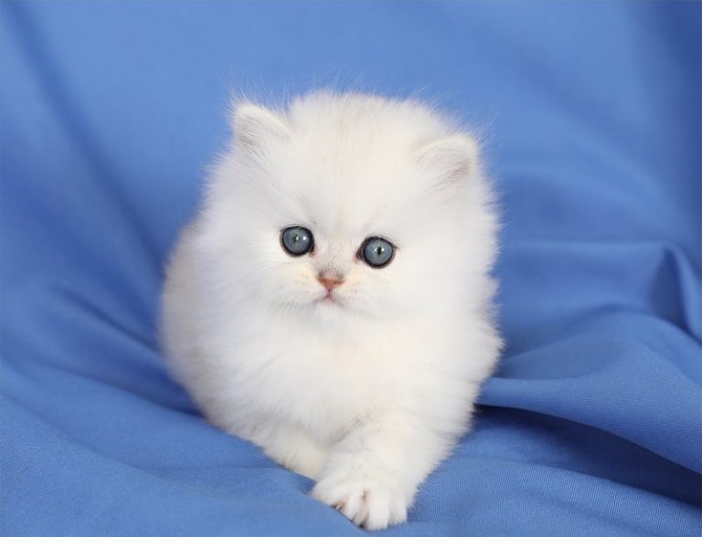 Silver Persian Kittens For Sale Doll Face Persian KittensPersian