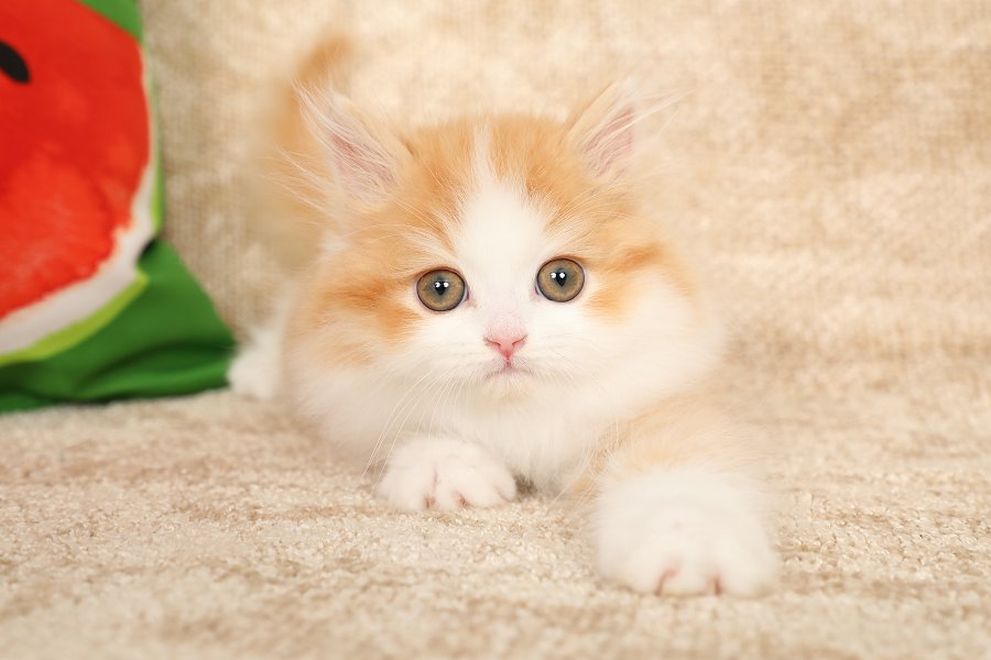 Red & White Persian Kitten
