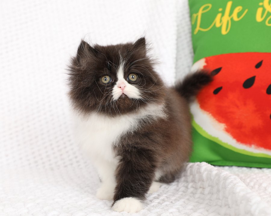 Black & White Bicolor Persian kitten