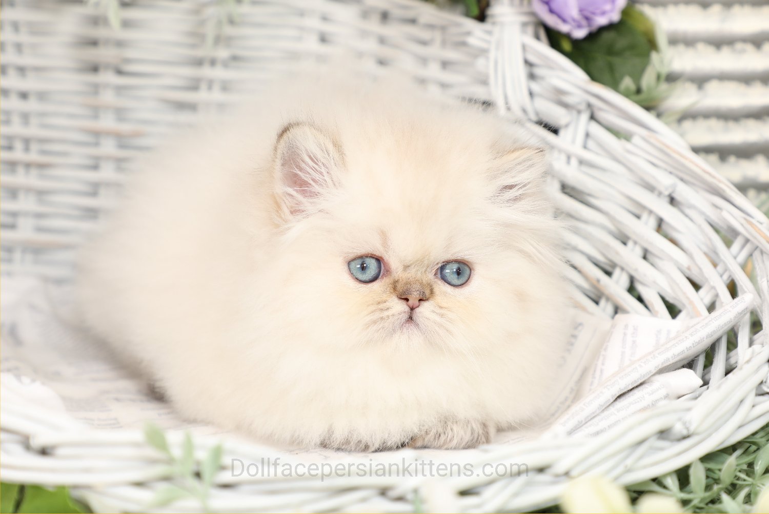 Golden Point Himalayan