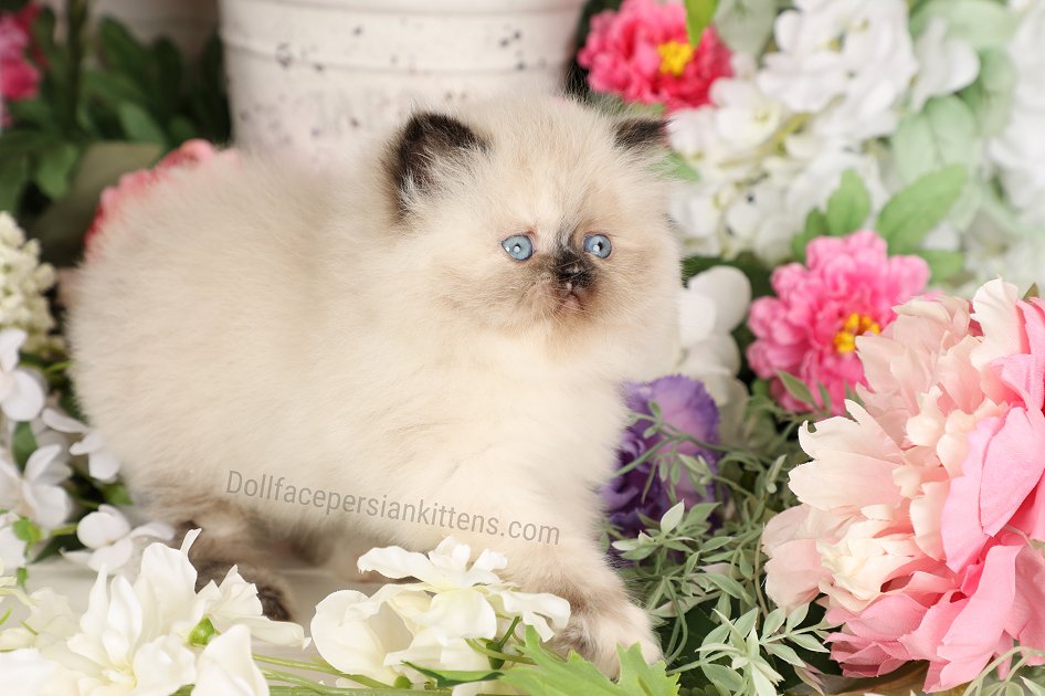 Himalayan Kitten