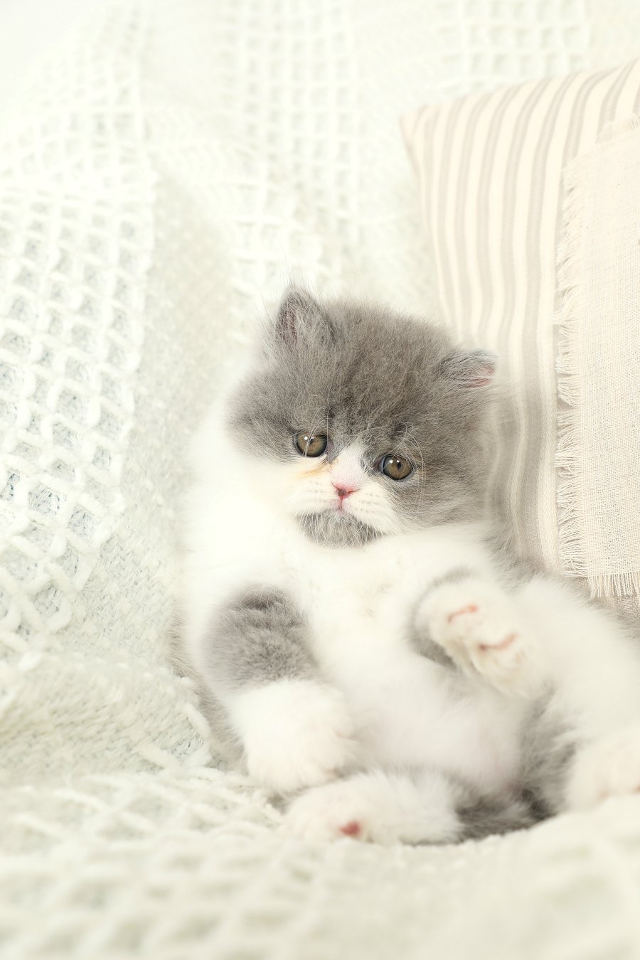 Blue & White Bicolor Persian Kitten