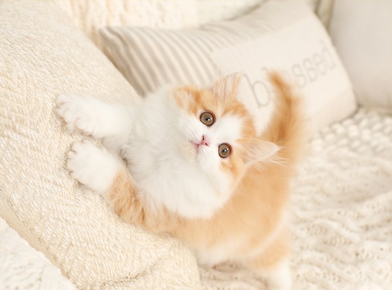 Are you my new Mommy?