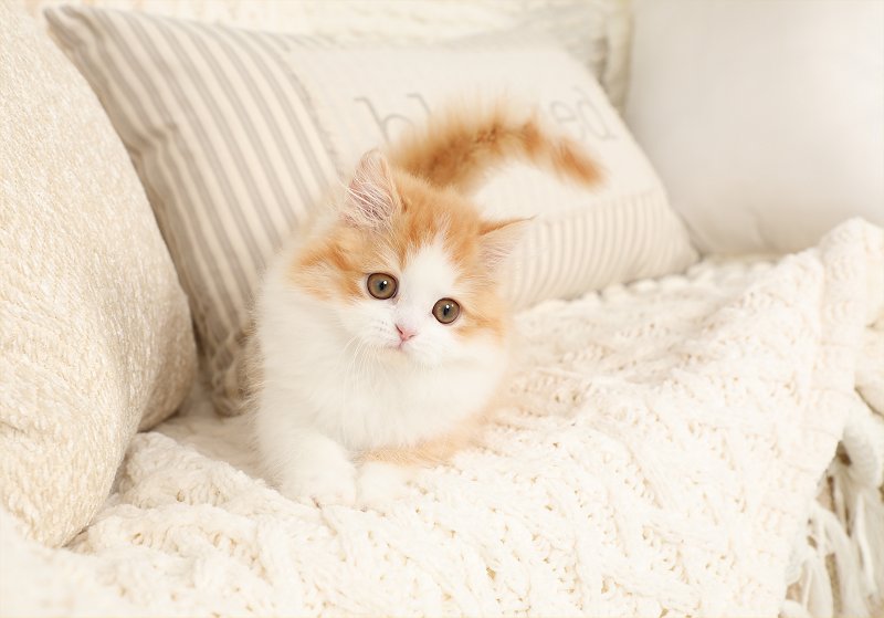 Red and white bicolor Kitten