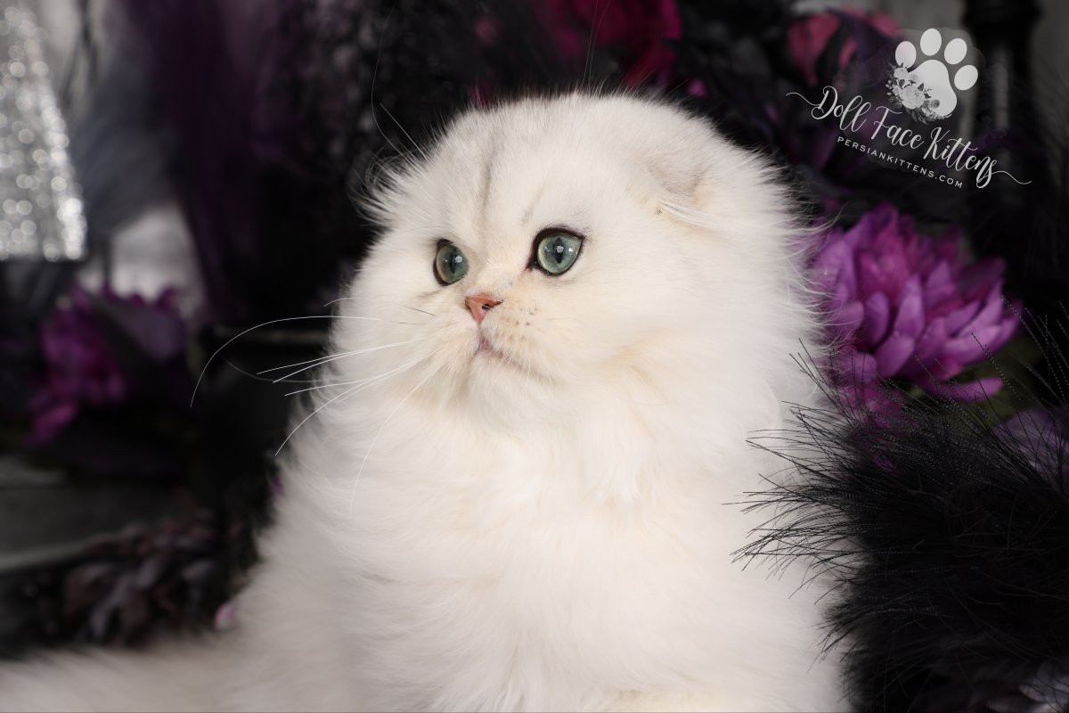 Doll Face Persian Kittens Mikee - Persian FoldPersian Kittens For Sale ...