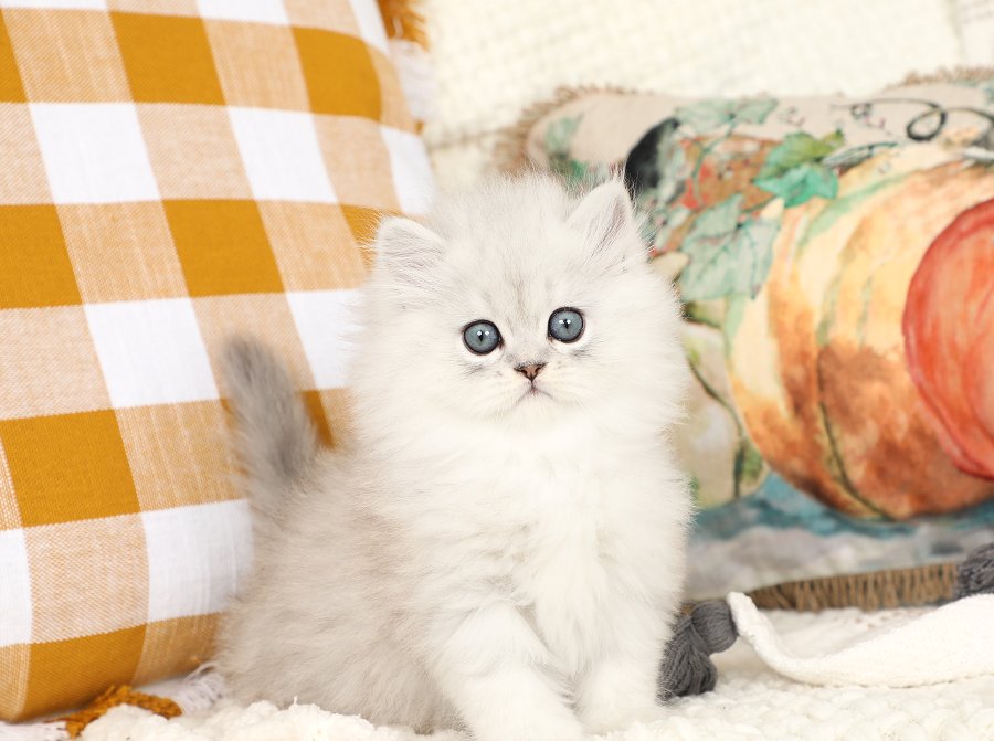Chinchilla Silver Persian Kitten