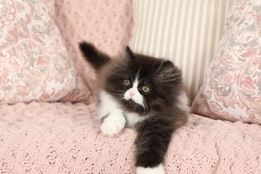 Black & White Bicolor Persian Kitten