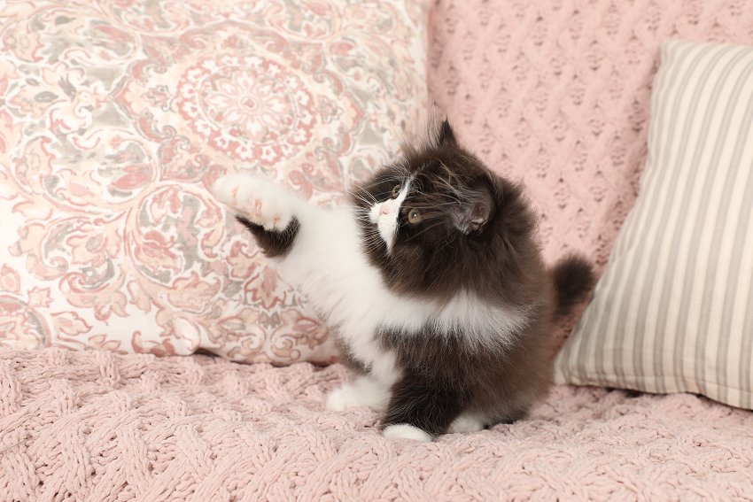 Black & White Bicolor Persian Kitten