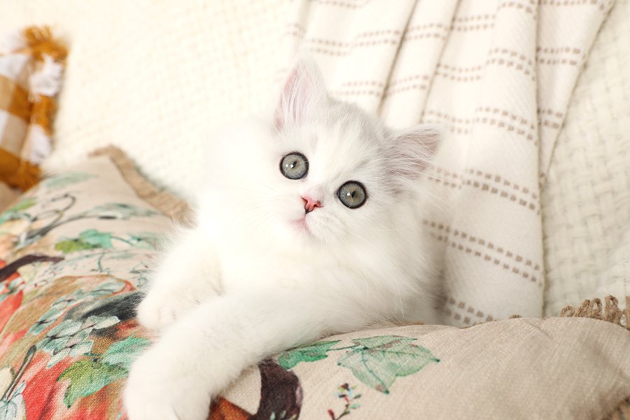 Chinchilla Silver & White Persian Kitten