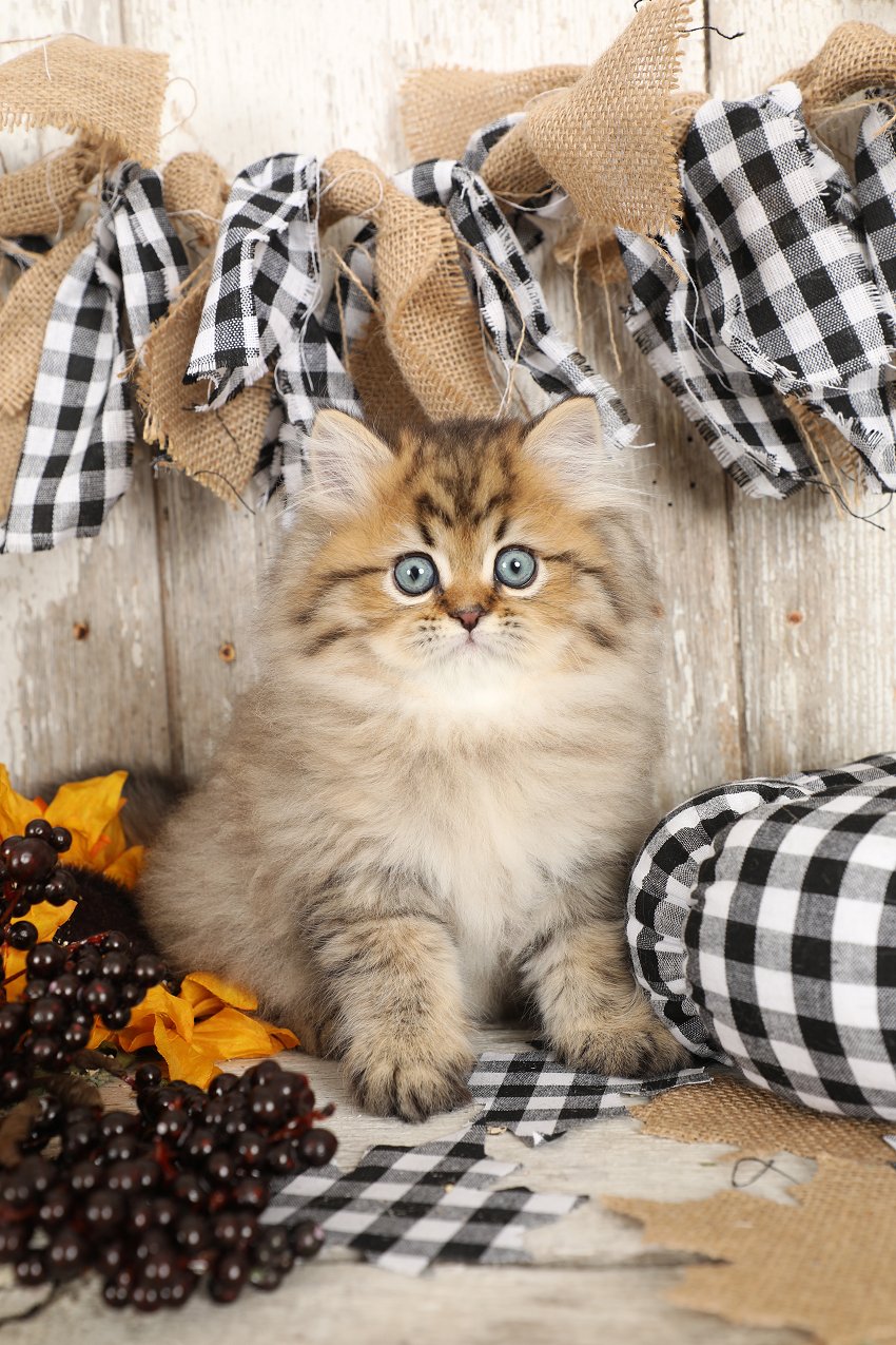 Shaded Golden Tabby Persian Kitten