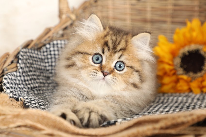 Shaded Golden Tabby Persian Kitten