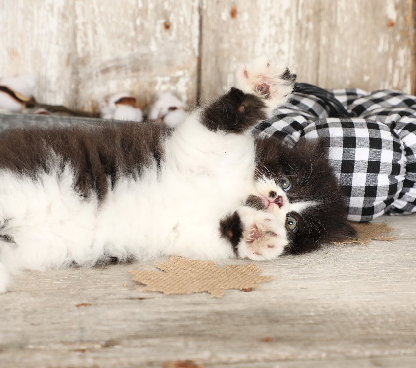 Black & White Persian Kitten