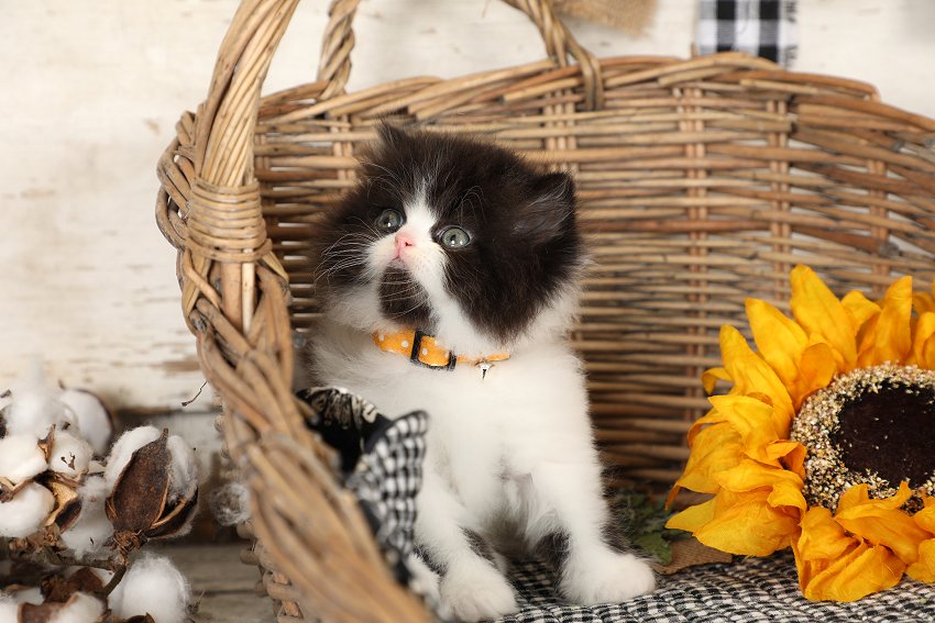 Black & White Bicolor Kitten