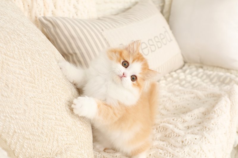 Sir-Pounce-A-Lot