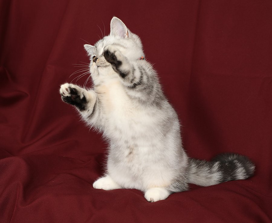 Silver Tortie Kitten