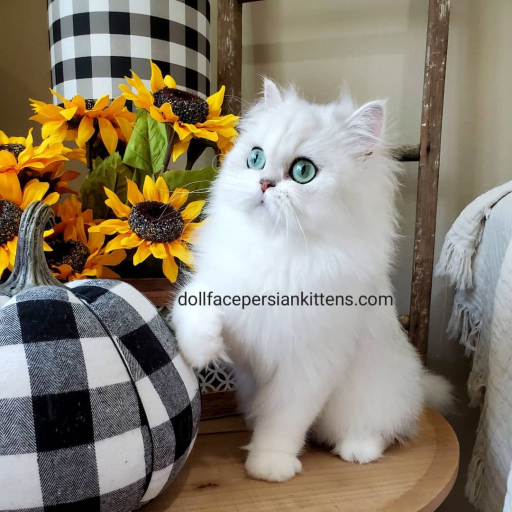 Doll Face Persian Kittens Cattery Persian Kitten NurseryPersian