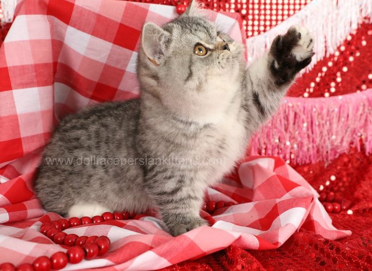 Rug Huggers Kittens Rug Hugger Persian Kittens Eternal KittenLuxury