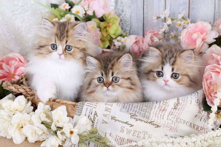 Teacup Persian kittens for sale Doll Face Persian KittensPersian
