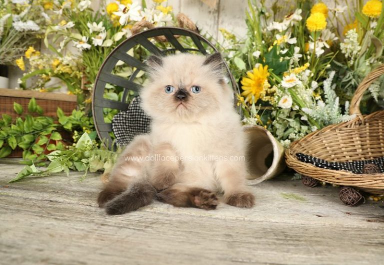 Himalayan Kittens Himalayan Kittens For Sale Himalayan CatsPersian