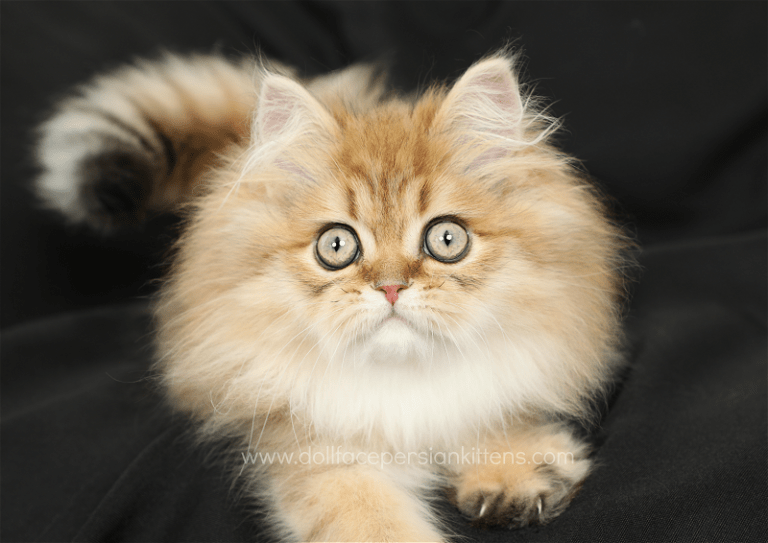 Golden Kittens Persian Kittens Golden Persian Kittens For SalePersian