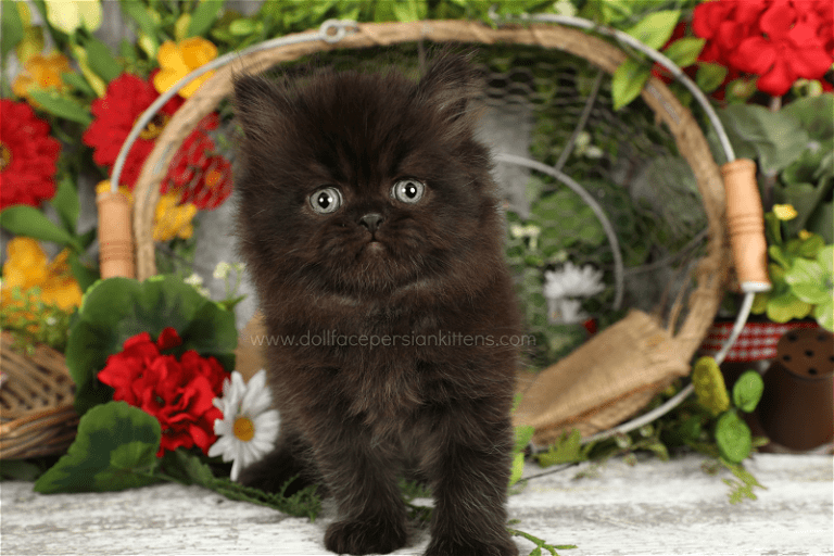 Black Persian Kittens Black Persian CatsPersian Kittens For Sale in a