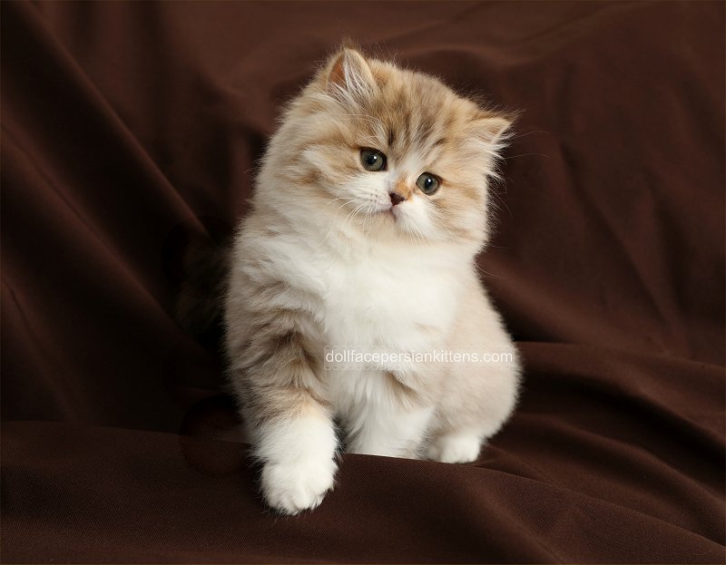 Chocolate Tabby and white Persian Kitten