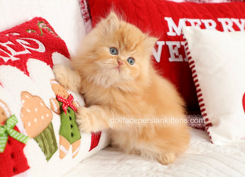 RED PERSIAN kitty CAT Resin HANDPAINTED MINIATURE FIGURINE Sm Mini orange kitten