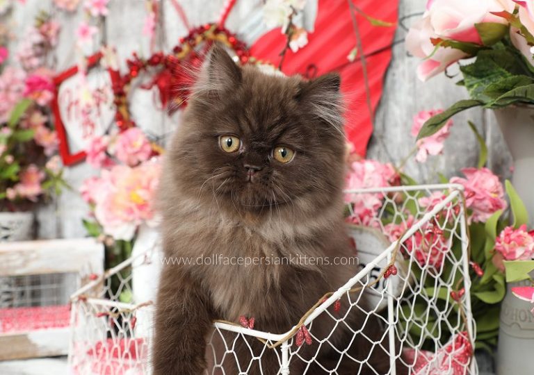 Chocolate Persian Kittens | Chocolate Persians | Chocolate CatsPersian