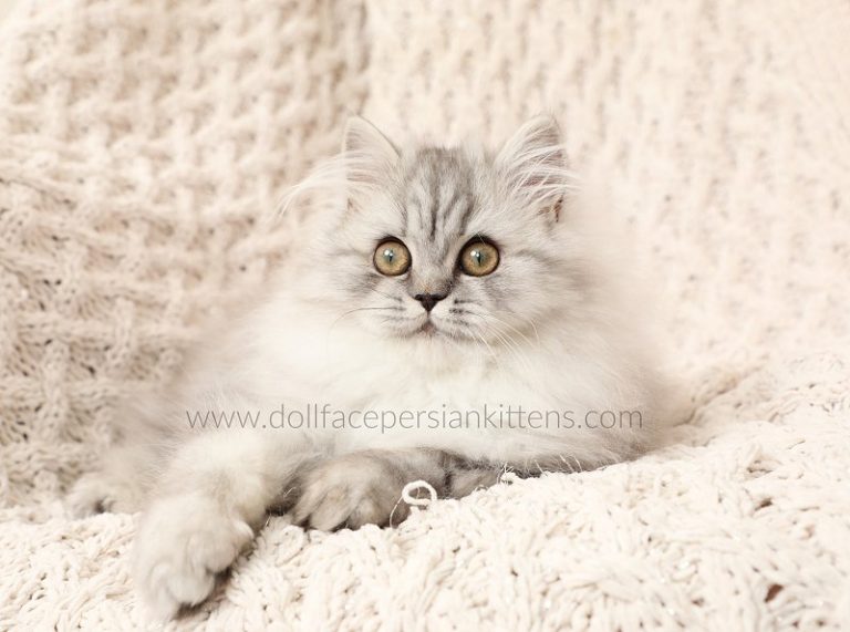 Silver Persian Kittens For Sale Doll Face Persian KittensPersian