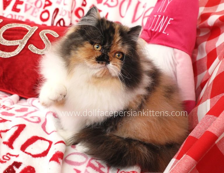 Calico Persian KittensPersian Kittens For Sale in a Rainbow of Colors